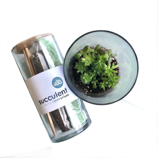 Succulent Terrarium | Corporate Gift idea | Welcome Gift: Vertical Terrarium