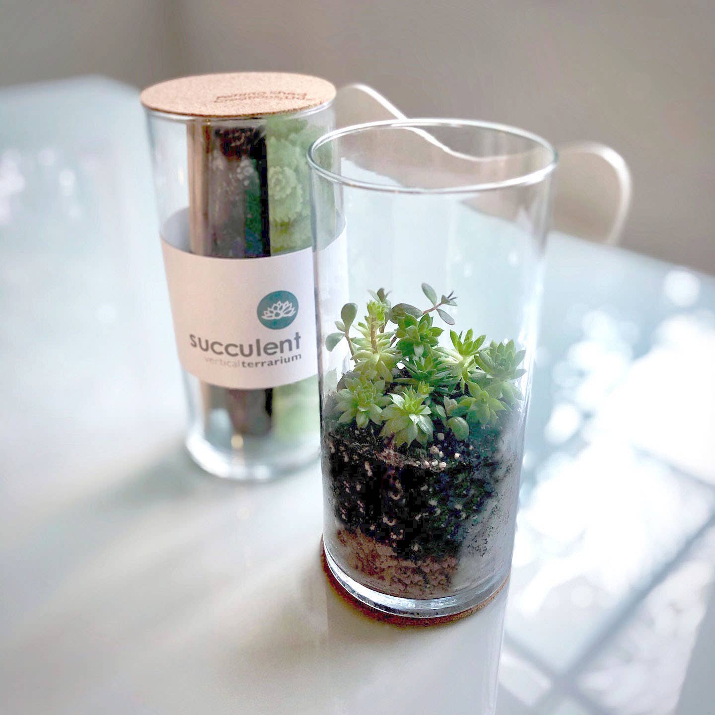 Succulent Terrarium | Corporate Gift idea | Welcome Gift: Vertical Terrarium